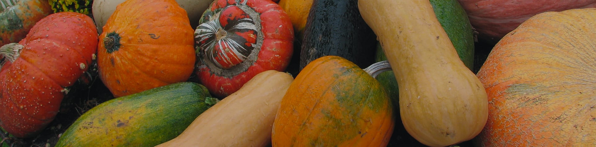 La courge